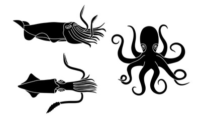 Seiche, calamar et pieuvre, 3 dessin en silhouettes noires d’animaux marins avec des tentacules.