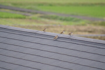 屋根の上に止まる4羽の雀
