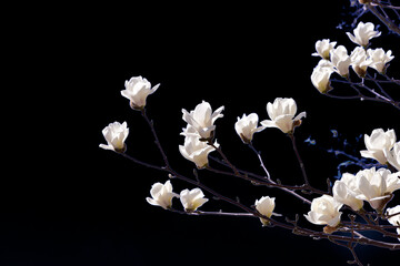 Beautiful magnolia on a black background