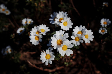 옹기종기 피어있는 작고 하얀 꽃들