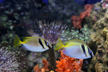 Fototapeta na wymiar Yellow marine fishes floating in the water, marine life in a shallow coral reef