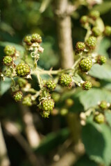 a bunch of green blackberries growing in the garden. 