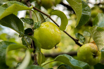 dojrzewające jabłko, ripening apple