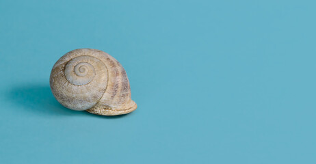 close up snail shell on a blue background. Horizontal