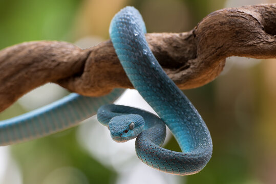 blue insularis pit viper ( trimeresurus insularis) closeup, venomous snake