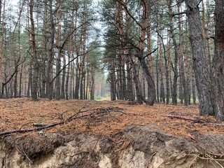 forest in autumn