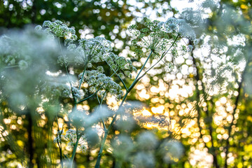 Morning Sunrise through white flowers 