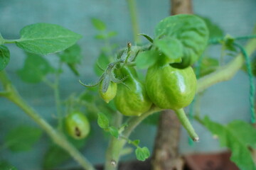 green organic tomatoes