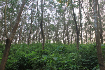 Obraz premium Rubber trees in the background of the sky