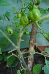 green organic tomatoes