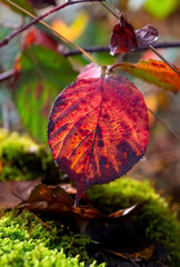 Brombeere Blatt Rubus rot Herbst Makro Details Nahaufnahme Jahreszeit Verfall Gegenlicht...