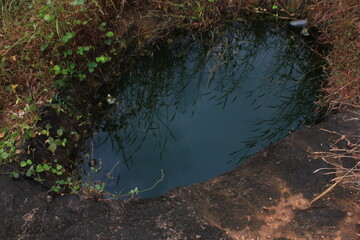 A reflection of clear plants in the water
