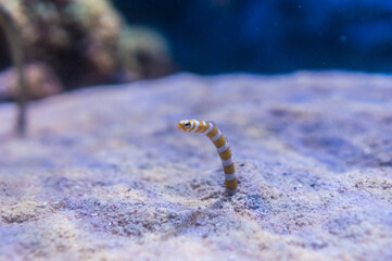 かわいいニシキアナゴ