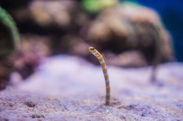 かわいいニシキアナゴ