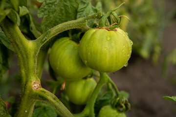 pomidor zielony, green tomato