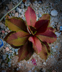 red and yellow leaves