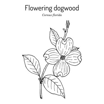 Flowering dogwood Cornus florida , state flower of North Carolina