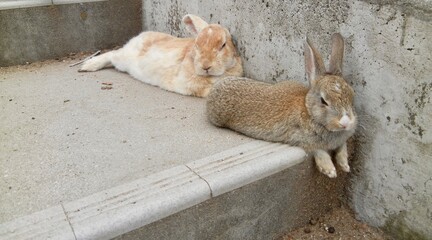 うさぎ達、可愛い、日本、広島県、うさぎ島