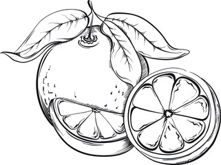 Orange. Hand drawn fruit. Sketch Vector illustration