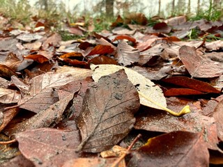 fallen autumn leaves