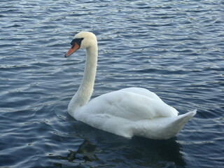 stolzer Schwan auf dem Wasser