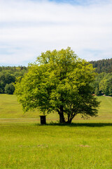 tree in the field