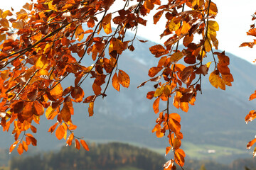 Herbstblätter in der schönen Natur