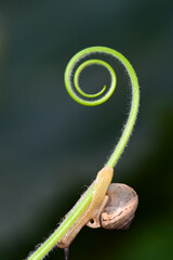 Snails perching on vines