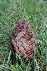 A beautiful pinecone.