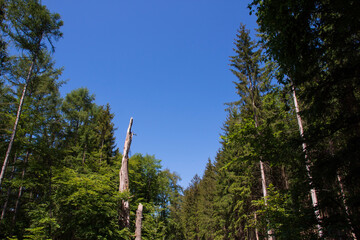 Fototapeta premium trees and sky