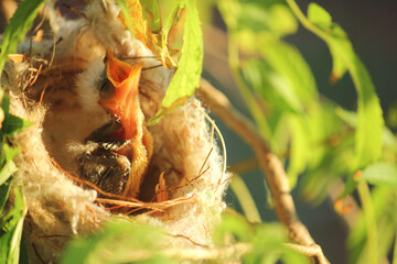 A new born White-plumed Honeyeater in a nest, Western Australia