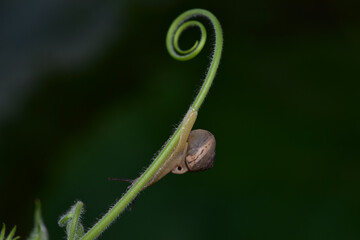 Snails perching on vines