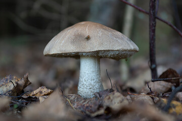 Mushroom in the forest. Boletus, edible mushroom.