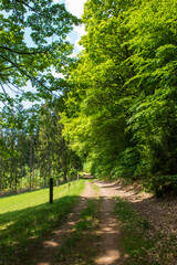 path in the forest
