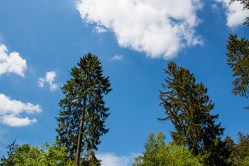 trees against sky