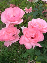 pink roses in garden