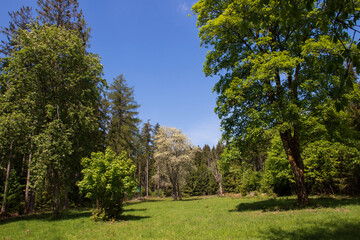 Fototapeta premium trees in the park