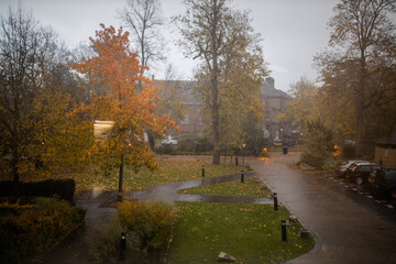 Leafless trees and autumn-colored trees in the wet street
