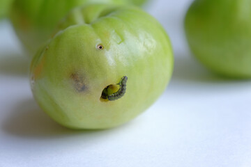tomato caterpillar pest. the green caterpillar that destroys the tomato crop. caterpillar eats only green tomatoes. crop (harvest) failure concept