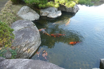 Fototapeta premium Koi Carps Japan