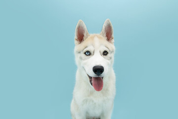Portrait siberian husky puppy dog sticking out tongue. Isolated on blue background.
