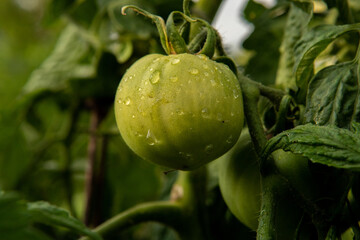 pomidor zielony, green tomato