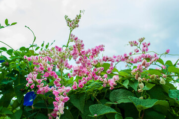 Pink flowers on green leaf background