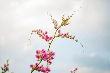 Pink flowers in the sky background