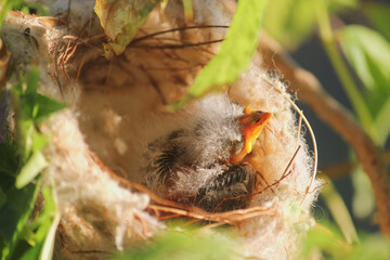A new born White-plumed Honeyeater in a nest, Western Australia