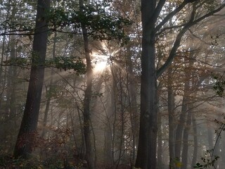 Sonnenstrahlen im Herbstwald