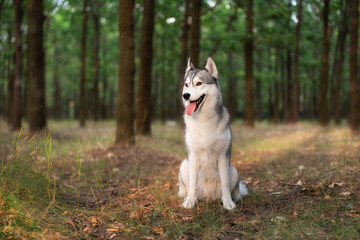 A young Siberian Husky is sitting in a forest. She has amber eyes, grey and white fur; sunset light shines on her in golden color. There are many trees with brown trunks in the background.