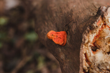 Pycnoporus sanguineus fungus on wood