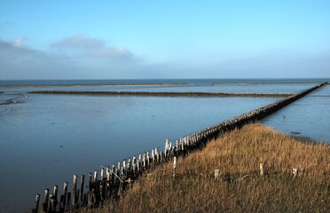 Buschlahnungen mit Schlickgras im Herbst im Watt an der Küste der Nordsee in Bensersiel bei Esens...