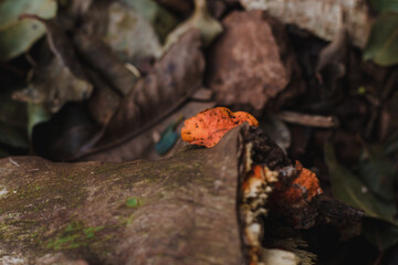 Pycnoporus sanguineus fungus on wood